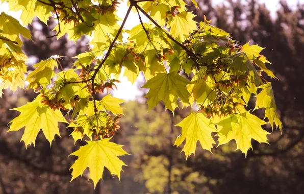 Spring, leaf, twig