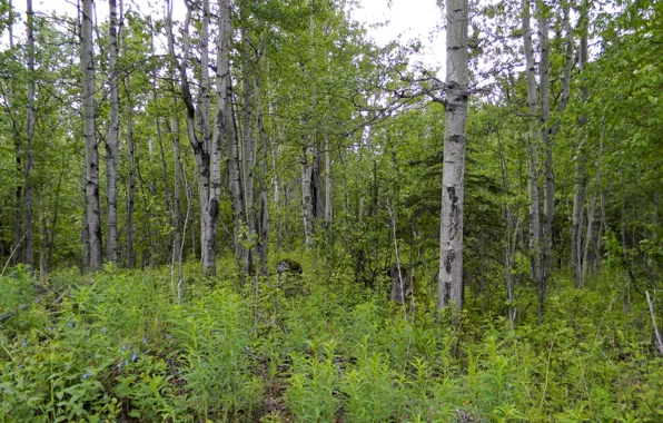 Картинка Природа, Деревья, Лес, Лето, Растения, Nature, Summer, Forest