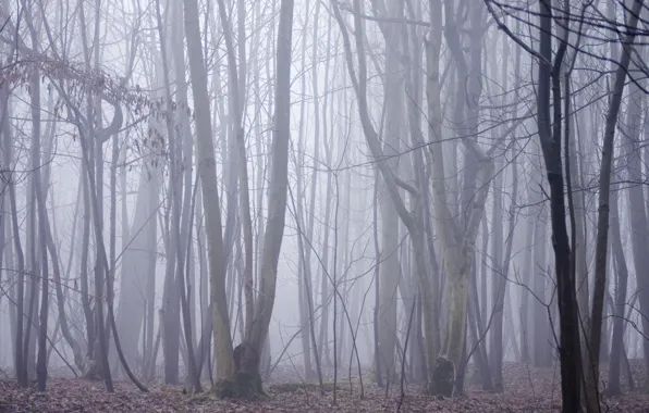 Лес, деревья, природа, туман, Англия, England, Stanmer Park, Стэнмер Парк