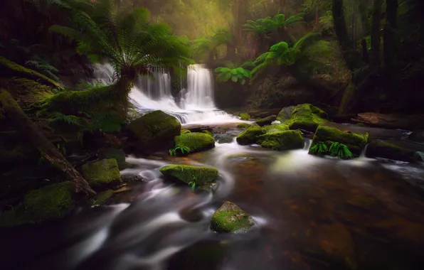 Картинка лес, природа, река, камни, поток, джунгли, Тасмания