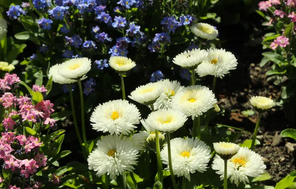Garden, spring, blooming