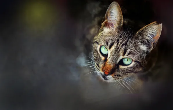Кошка, кот, смотрит вверх