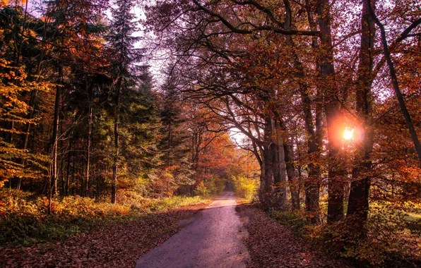 Картинка дорога, осень, лес, листья, солнце, деревья