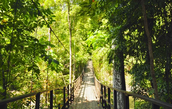 Лес, деревья, мост, зеленый, висячий мост