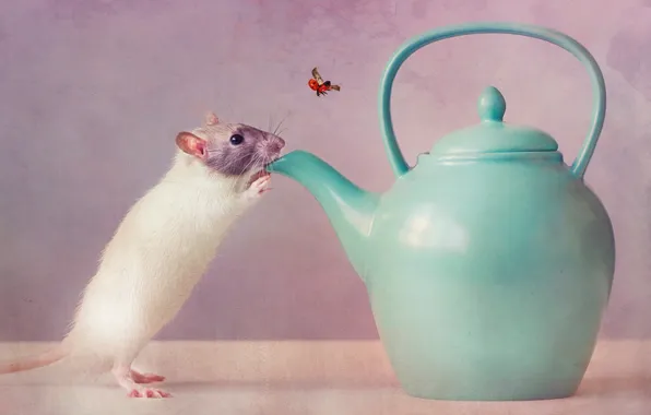 Картинка жажда, мышь, чайник