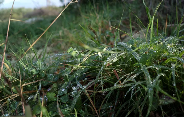 Green, grass, rain, nature, water, beautiful, macro, morning