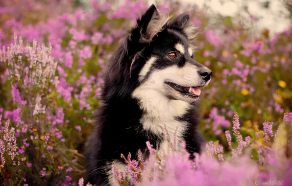 Картинка цветы, кусты, пёс