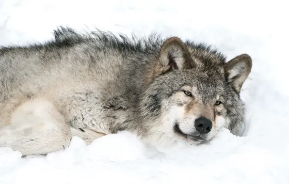 Снег, серый, волк, в ожидании весны