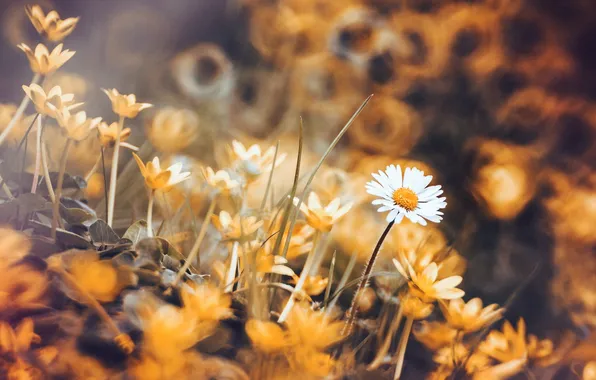 Макро, цветы, природа