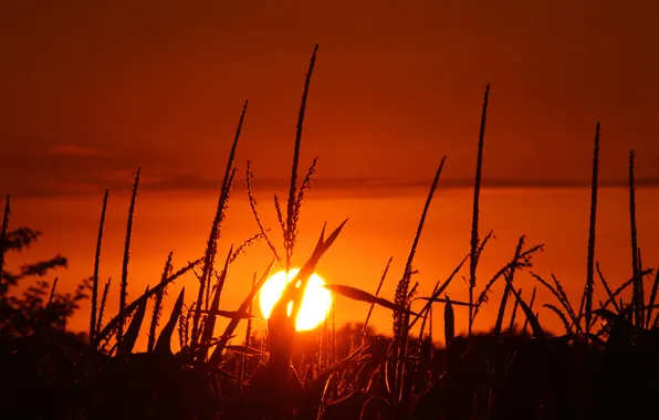 Картинка поле, небо, солнце, закат, кукуруза