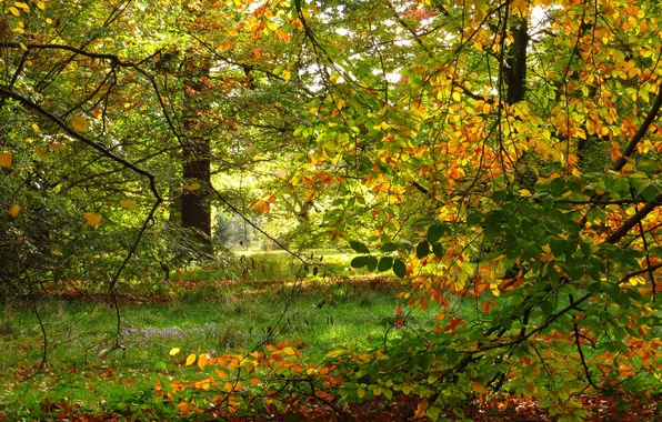 Картинка осень, ветки, природа, парк, фото