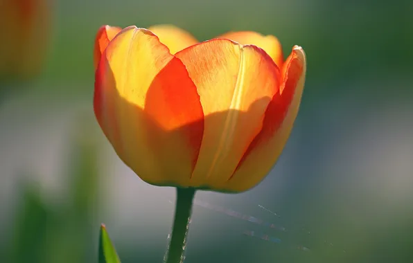 Цветок, природа, тюльпан