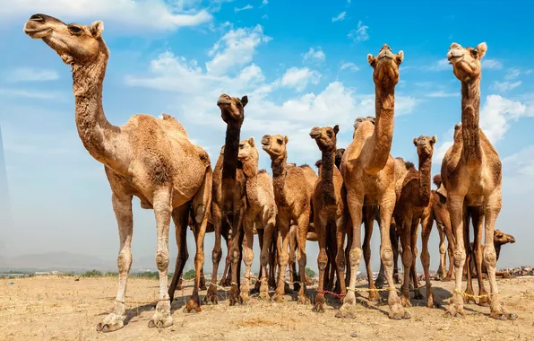 Картинка desert, clouds, close up, camel, dromedary, camel fair