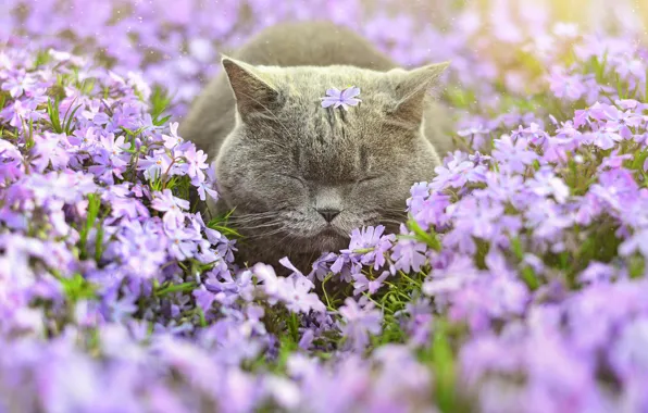 Картинка кот, цветы, сон