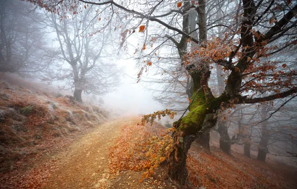 Лес, forest, frozen