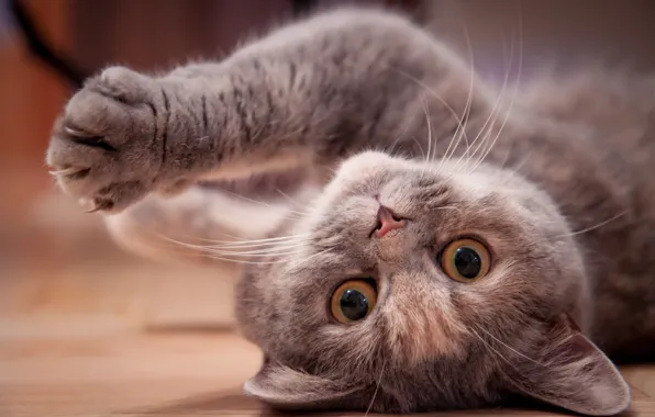 Кошка, взгляд, котенок, серый, лапа, пол, лежит, мордашка