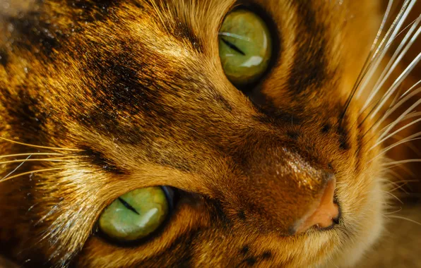 Картинка кошка, усы, зеленые, нос, морда, глаза, кот