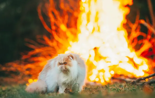 Кошка, кот, взгляд, природа, костер, мордашка