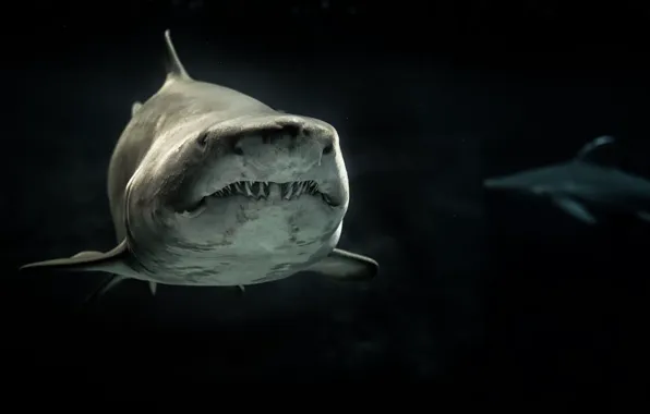 Картинка animals, black and white, aquatic, Selective Photo of Gray Shark