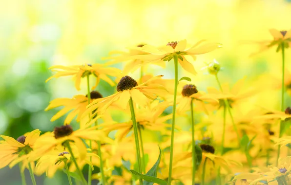 Цветы, природа, фон