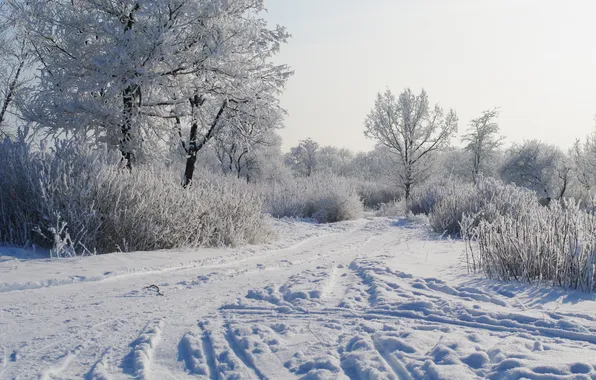 Снег, Зима, утро, деревья в снегу