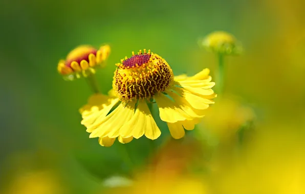 Картинка макро, природа, лепестки