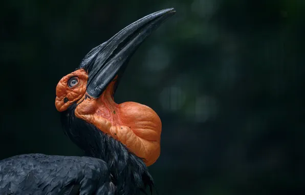 Картинка фон, птица, Southern Ground Hornbill