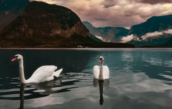 Картинка небо, пейзаж, горы, птицы, тучи, природа, озеро, Австрия