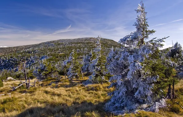 Картинка небо, пейзаж, ели