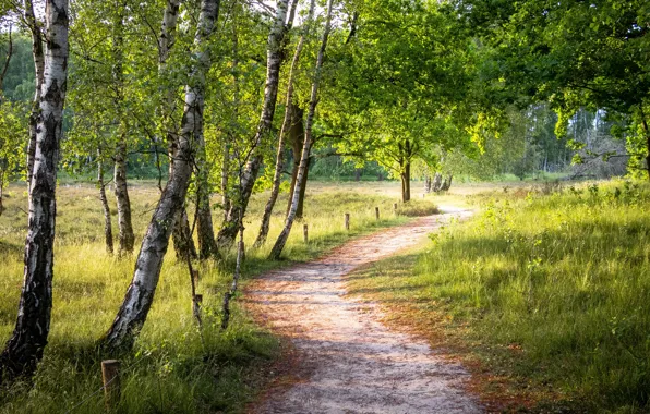 Картинка дорога, лето, берёзы