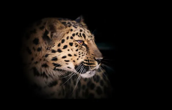 Картинка леопард, дикая кошка, тёмный фон