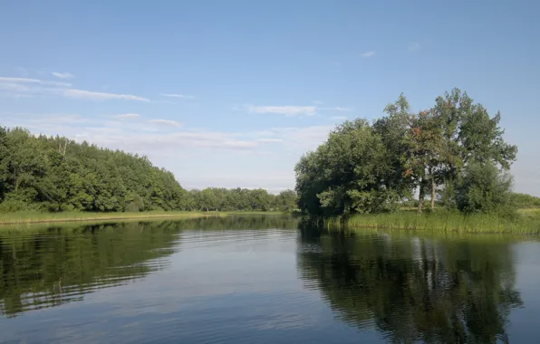 Лес, река, на реке, летний день
