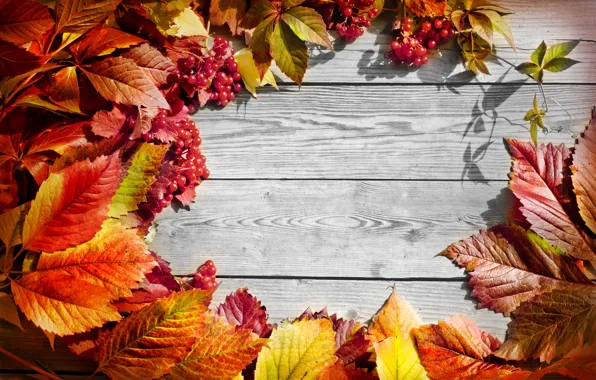 Картинка осень, листья, веточки калины
