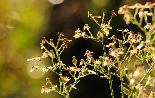 Light, plant, twigs