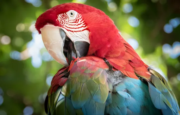 Птица, цвет, перья, попугай, забавный, Зеленокрылый ара