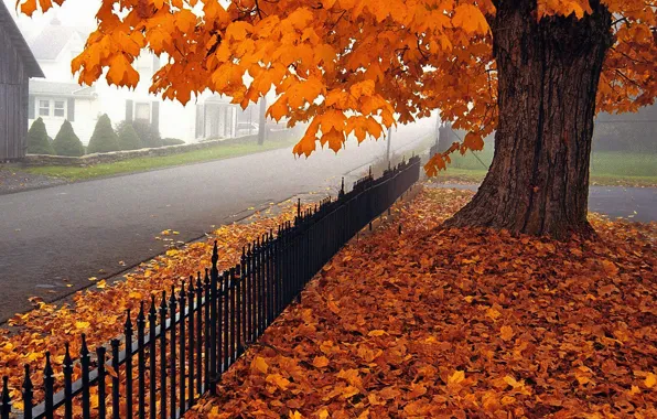 Осень, листья, деревья, вилла, дома, Природа, house, архитектура