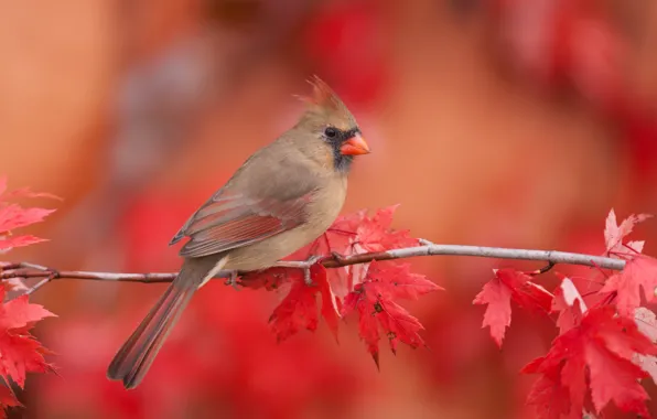 Осень, листья, природа, птица, ветка, клён, кардинал