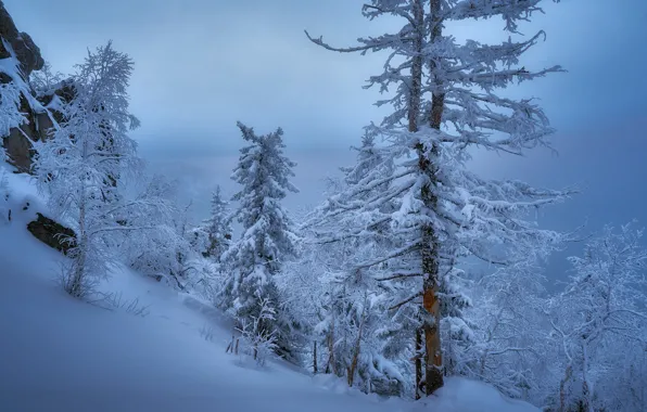 Картинка зима, снег, деревья, Россия, Сергей Межин