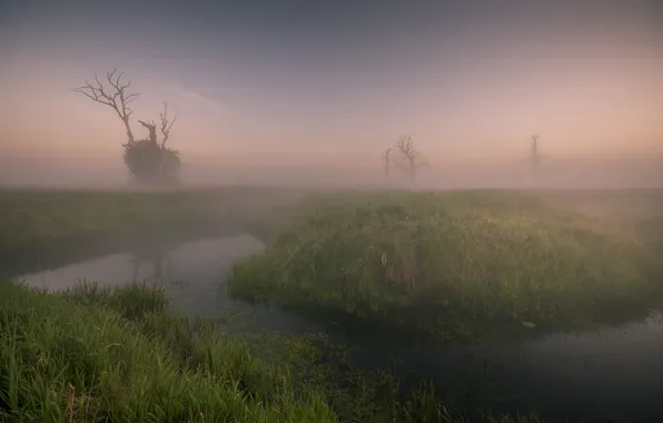 Трава, вода, деревья, туман, grass, trees, water, fog