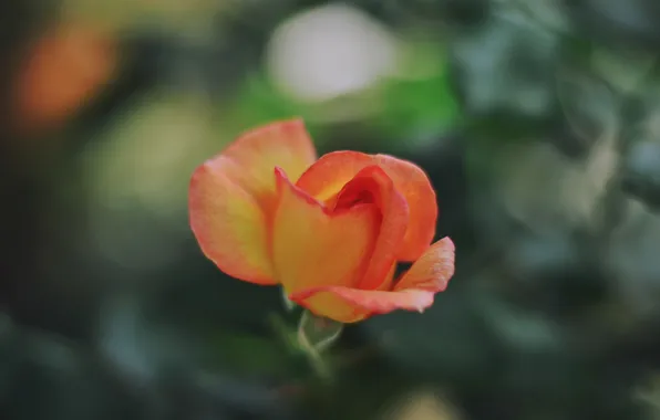 Цветок, роза, лепестки, оранжевые