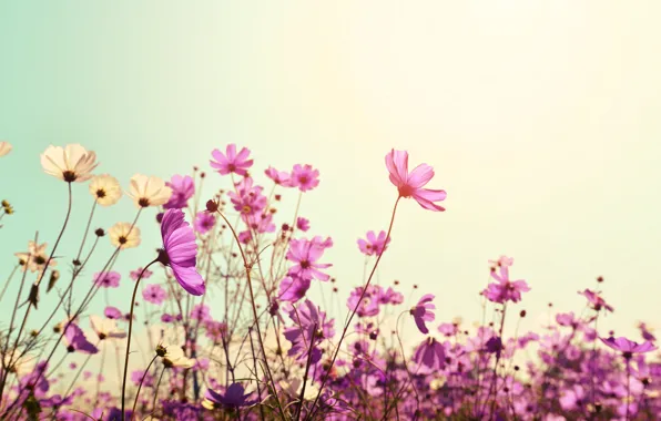 Поле, лето, солнце, цветы, summer, розовые, field, pink