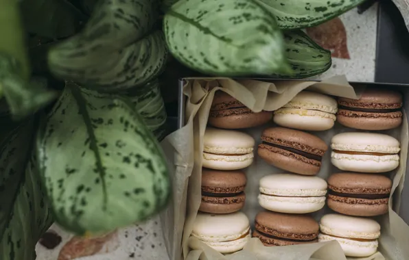 Еда, печенье, Box, macaroons, корбка