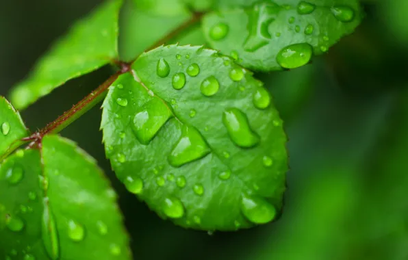 Green, water, drops, leaf