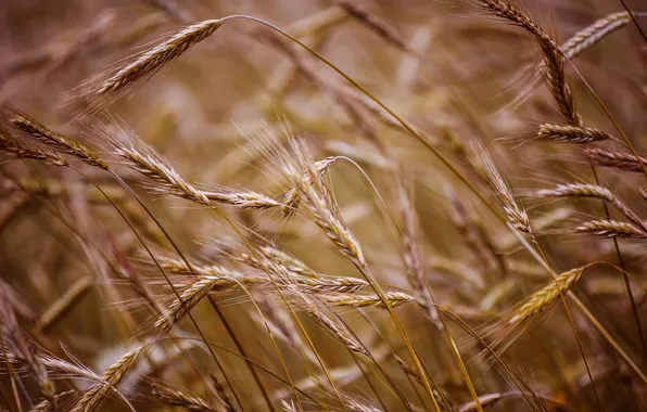 Картинка пшеница, поле, макро, фон, widescreen, обои, рожь, wallpaper