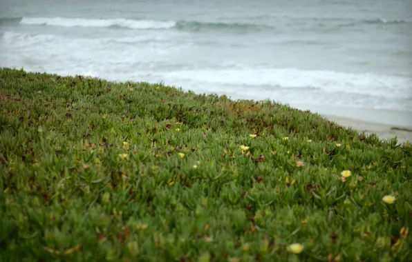 Картинка волны, трава, берег