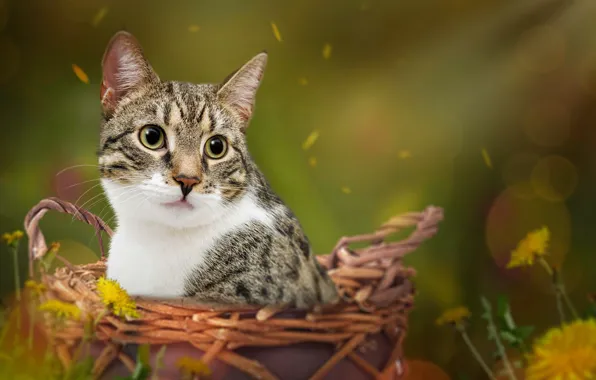 Кошка, кот, корзинка