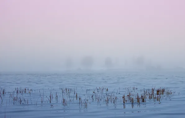 Lake, fog, sweden, norrbotten, langsel