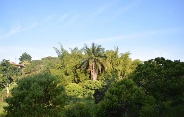 Green, sky, tree, plants, palm