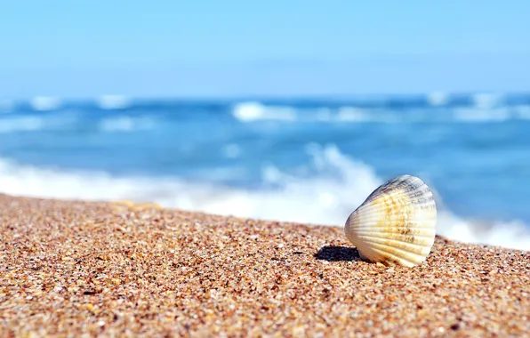 Картинка песок, море, раковина, ракушка, солнечно