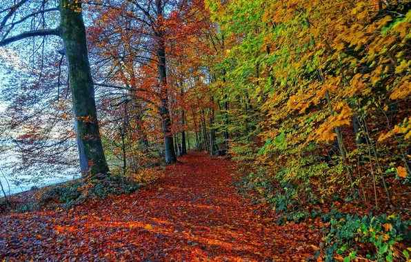 Картинка осень, лес, листья, дорожка